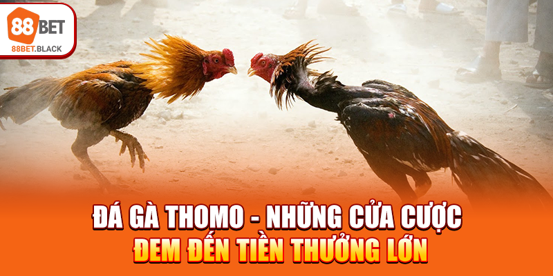 da-ga-thomo-nhung-cua-cuoc-dem-den-tien-thuong-lon